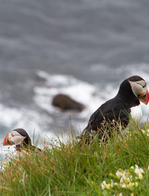 Frailecillo en Látrabjarg, en Islandia