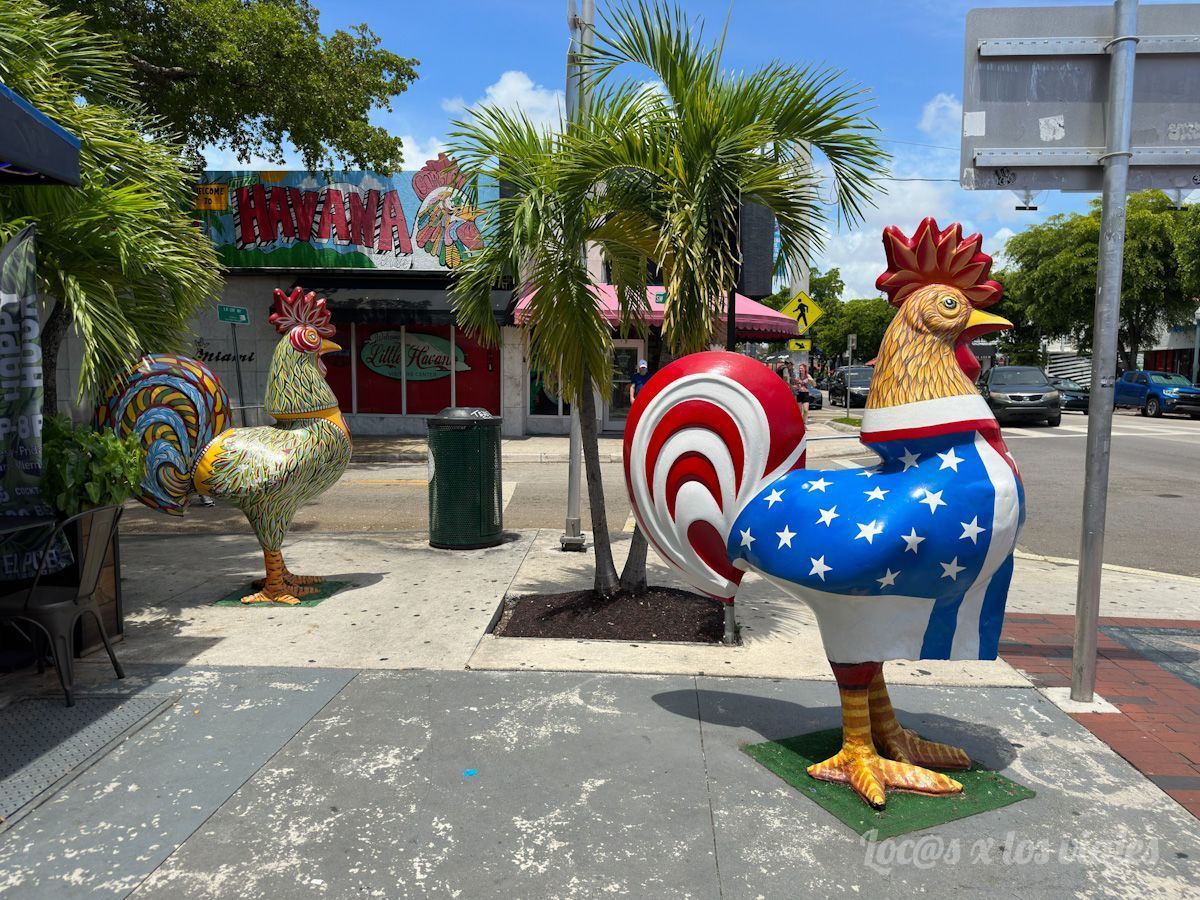 Gallos en Little Havana