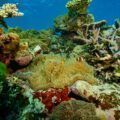 Gran Barrera de Coral en el pontón Reef Magic