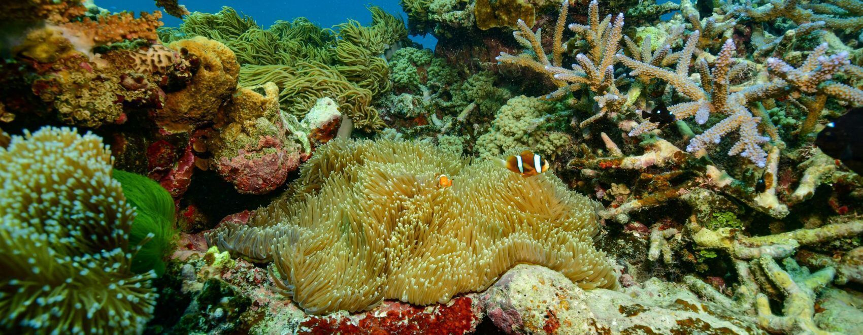 Gran Barrera de Coral en el pontón Reef Magic
