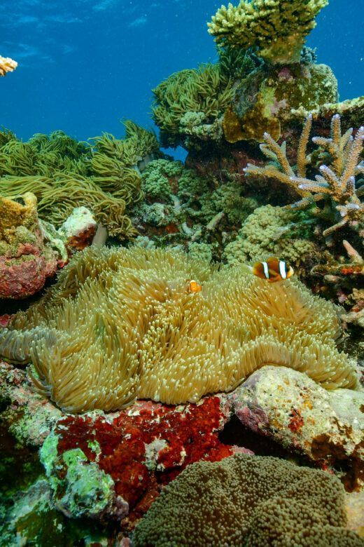 Gran Barrera de Coral en el pontón Reef Magic