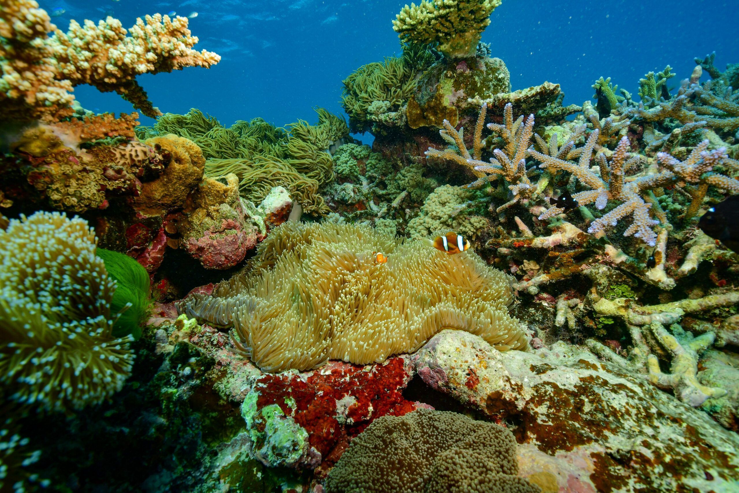 Gran Barrera de Coral en el pontón Reef Magic
