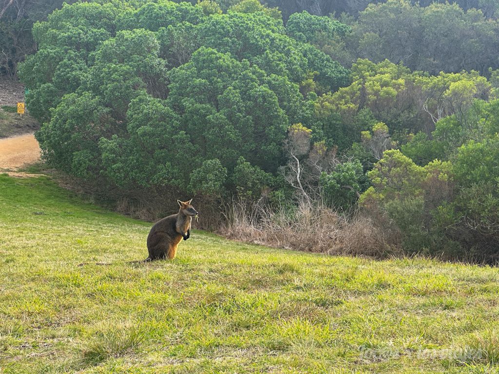 Canguro en la Great Ocean Road