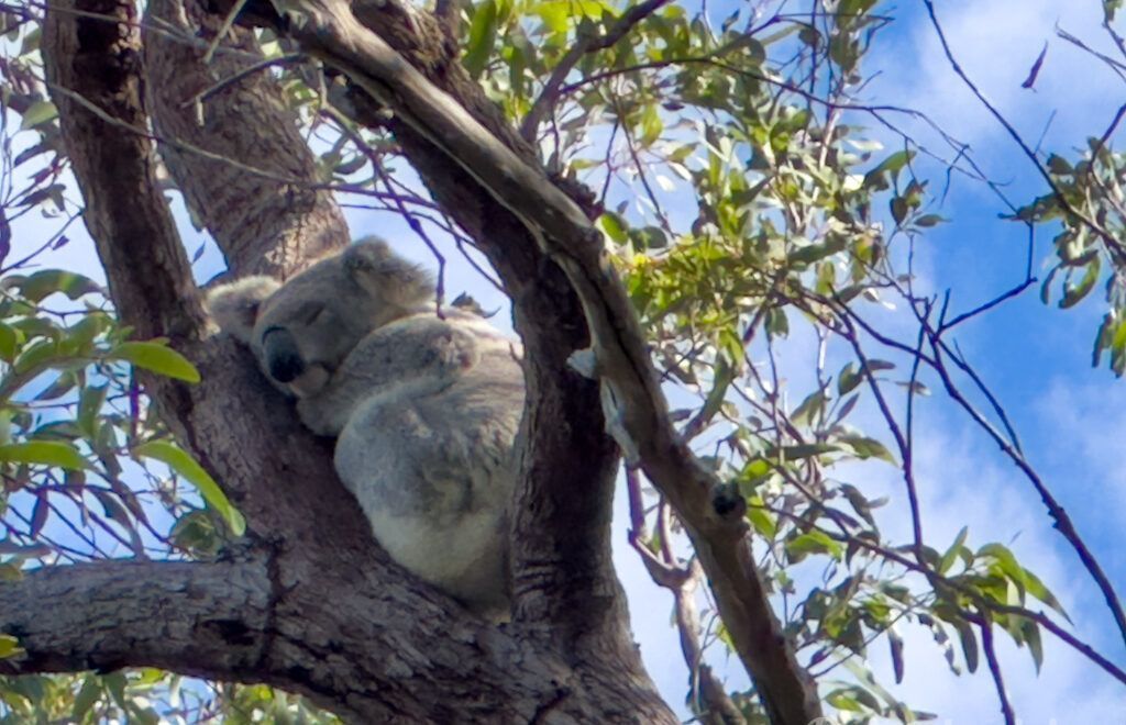 Koala en Magnetic Island