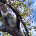 Koala en Magnetic Island