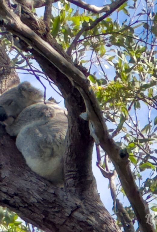 Koala en Magnetic Island