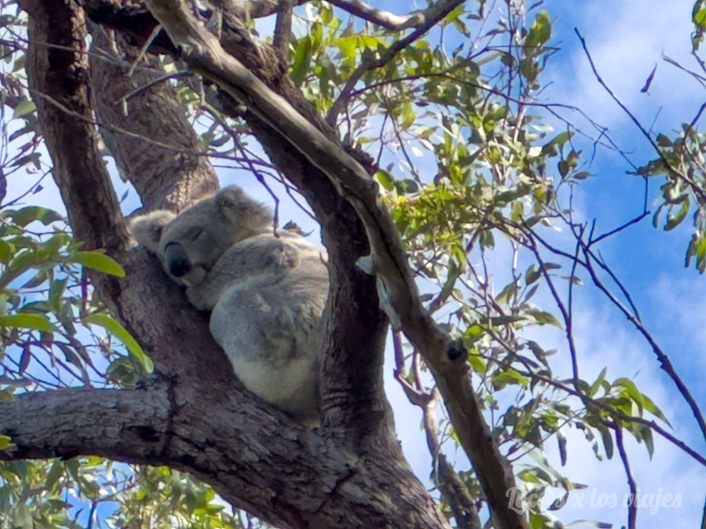 Koala en Magnetic Island