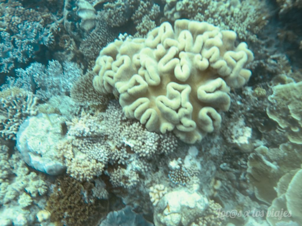 Gran Barrera de Coral