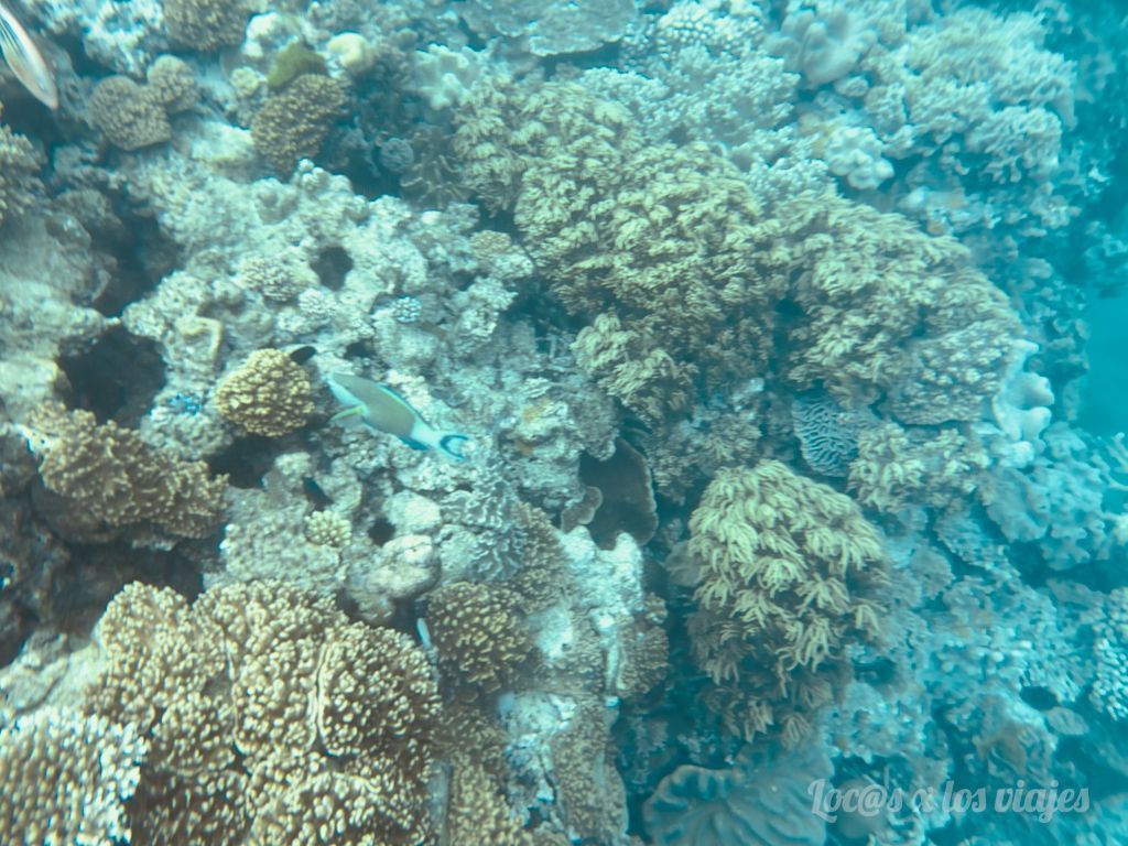 Gran Barrera de Coral