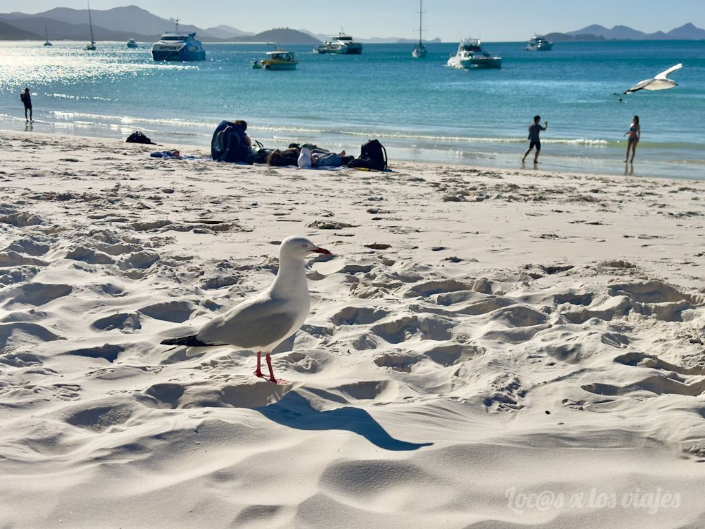 Gaviota en Whitehaven Beach
