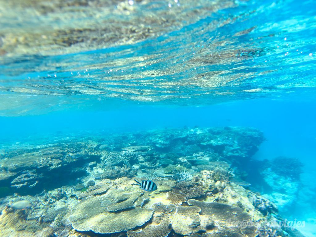 Fondo marino de Lady Elliot Island