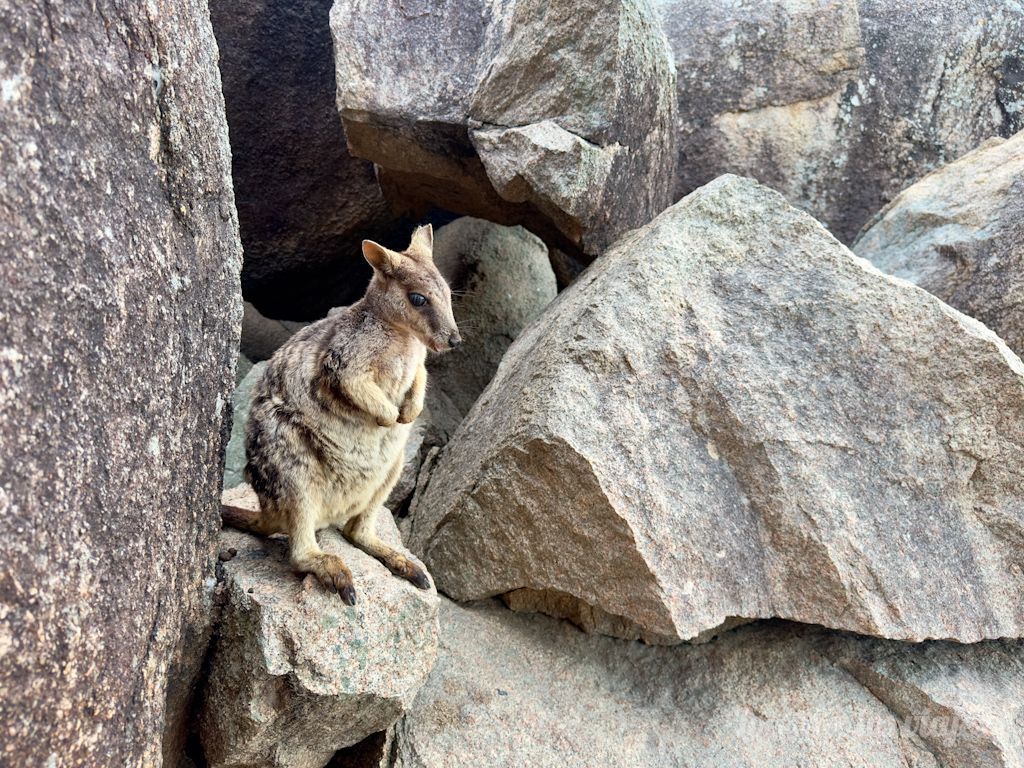Consejos para viajar a Australia