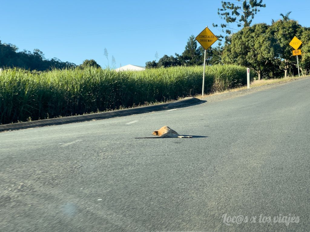 Consejos para viajar a Australia