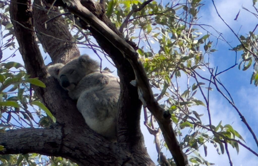 Consejos para viajar a Australia