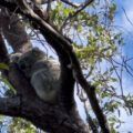Consejos para viajar a Australia