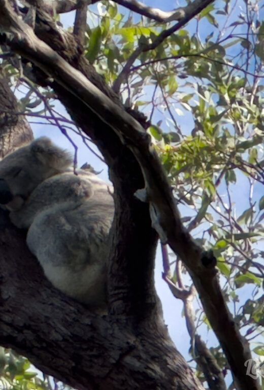 Consejos para viajar a Australia