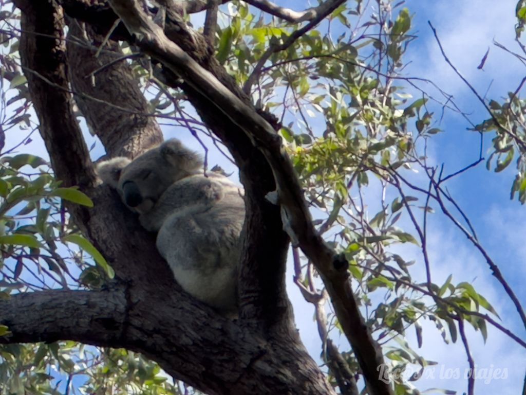 Consejos para viajar a Australia