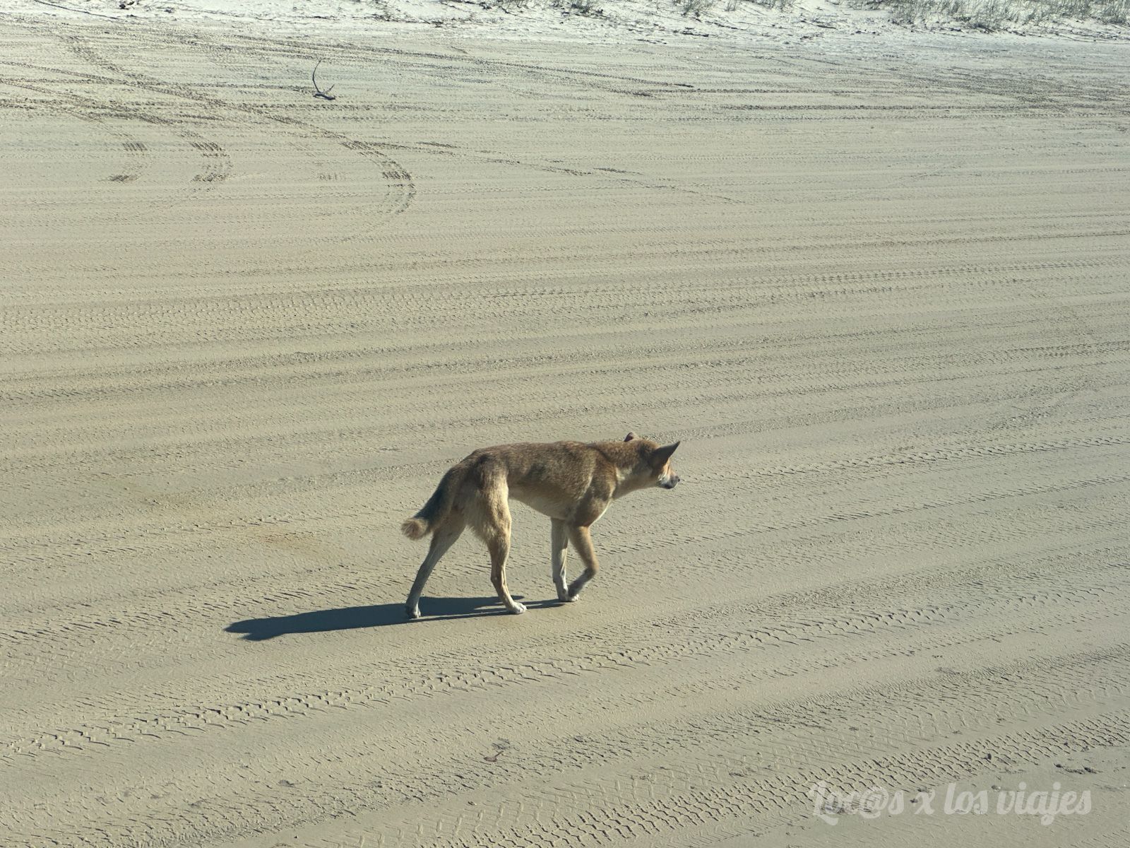 Un dingo en Fraser Island