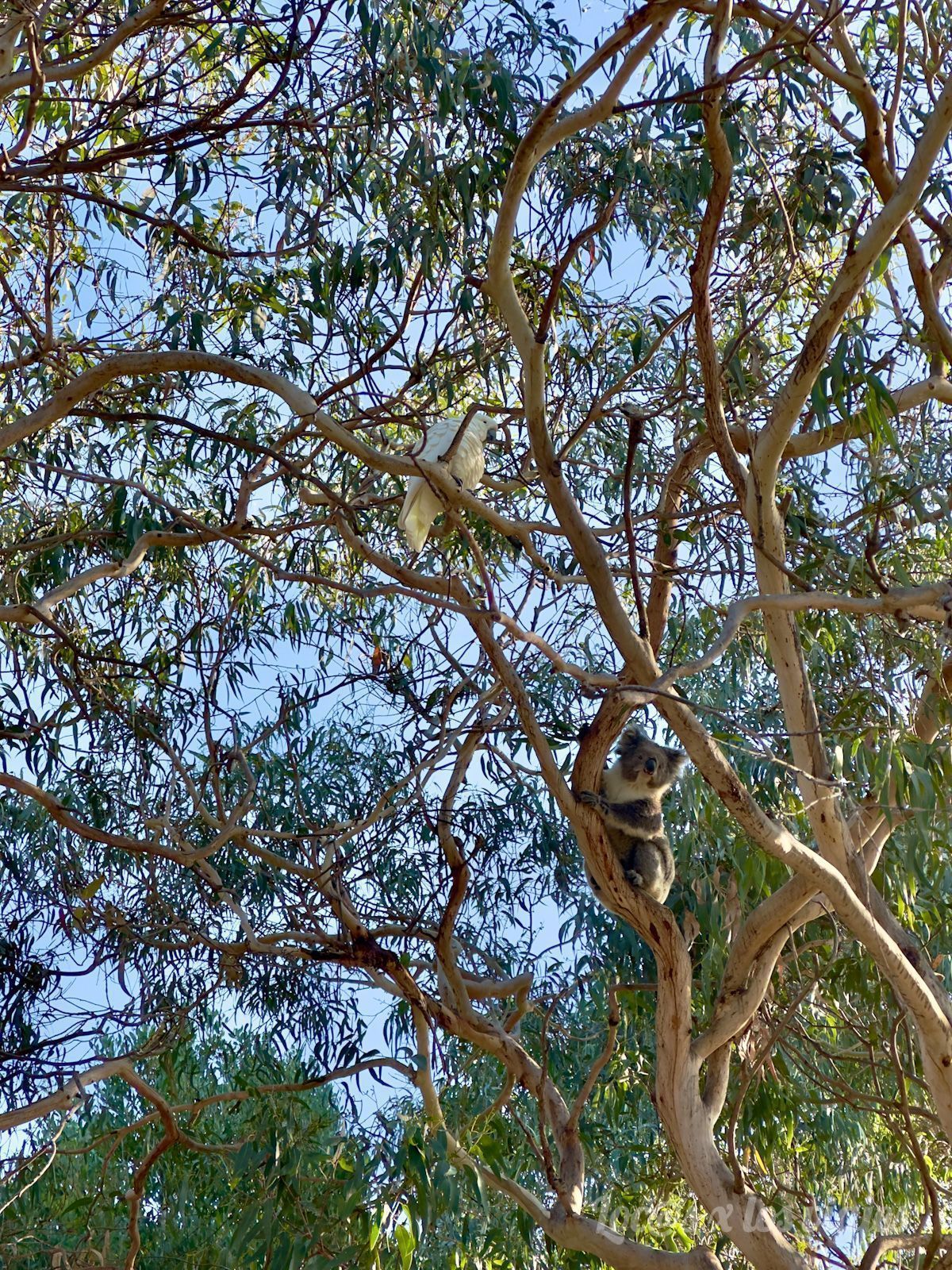 Great Ocean Road: Koala en Kennet River