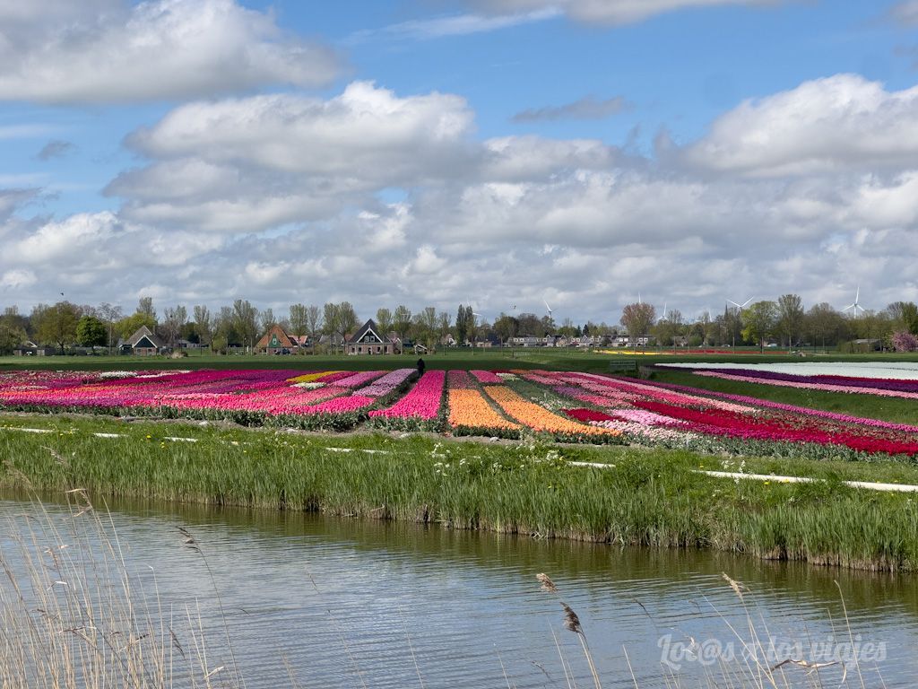 Campos de tulipanes en West Friesland