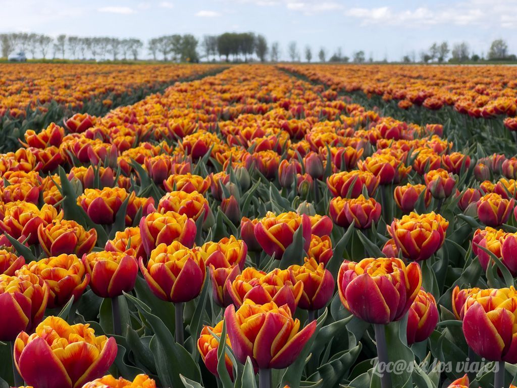 Campos de Tulipanes en Países Bajos