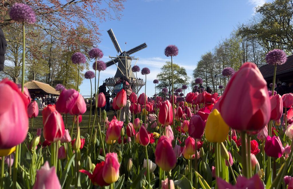 Tulipanes en Keukenhof, en Países Bajos
