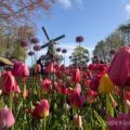 Tulipanes en Keukenhof, en Países Bajos