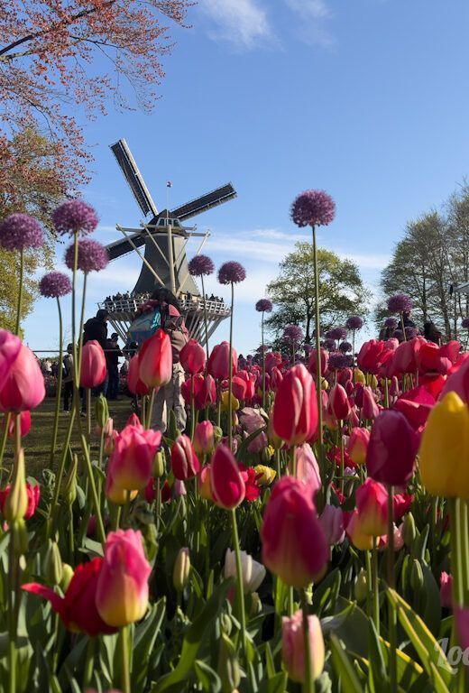 Tulipanes en Keukenhof, en Países Bajos