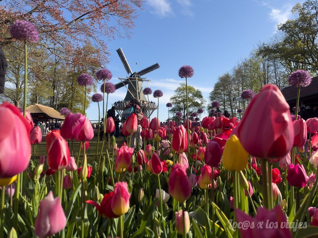 Tulipanes en Keukenhof, en Países Bajos