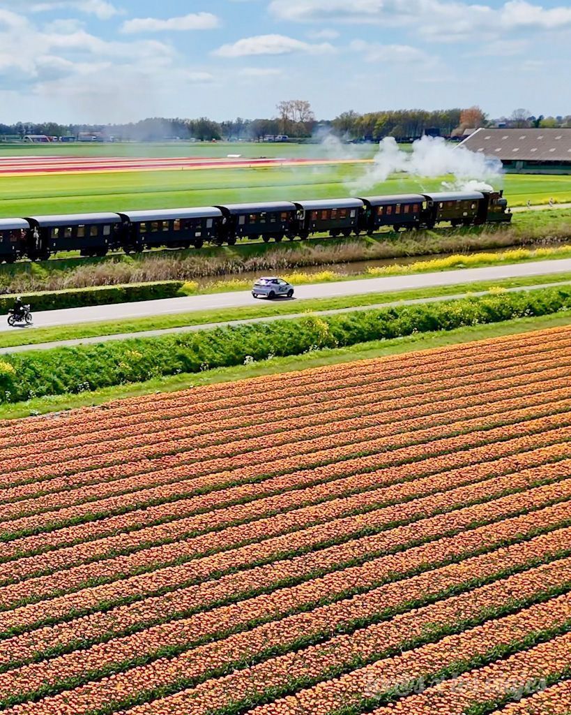 Campos de tulipanes en Países Bajos en West Friesland