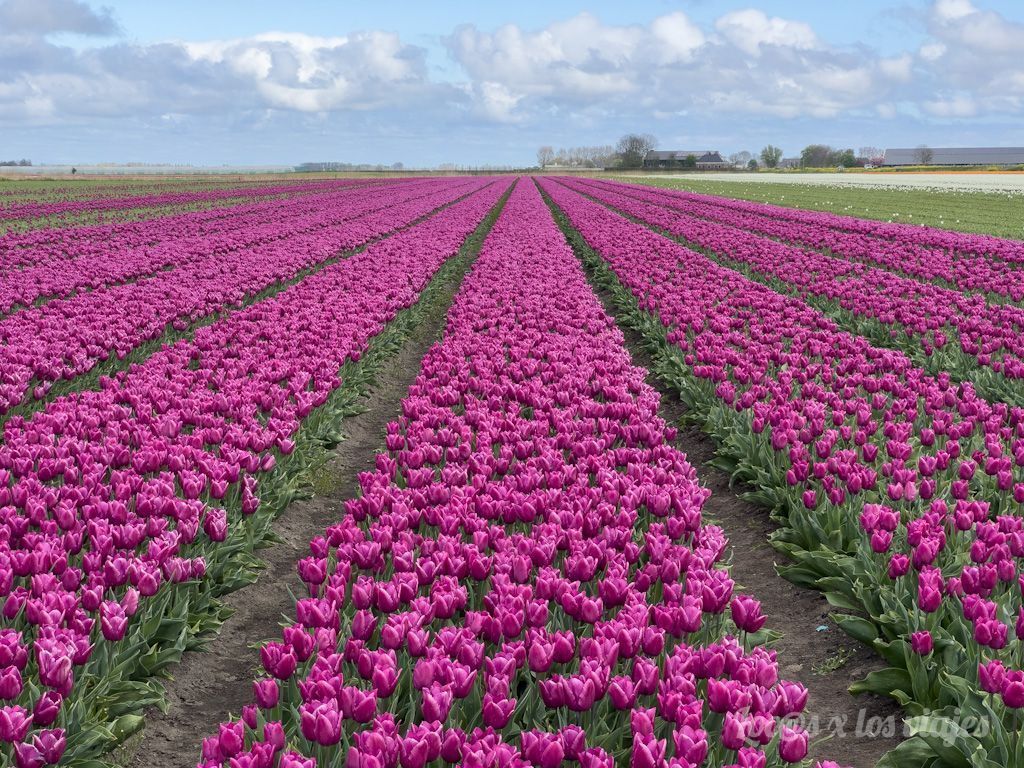 Campos de tulipanes en Países Bajos