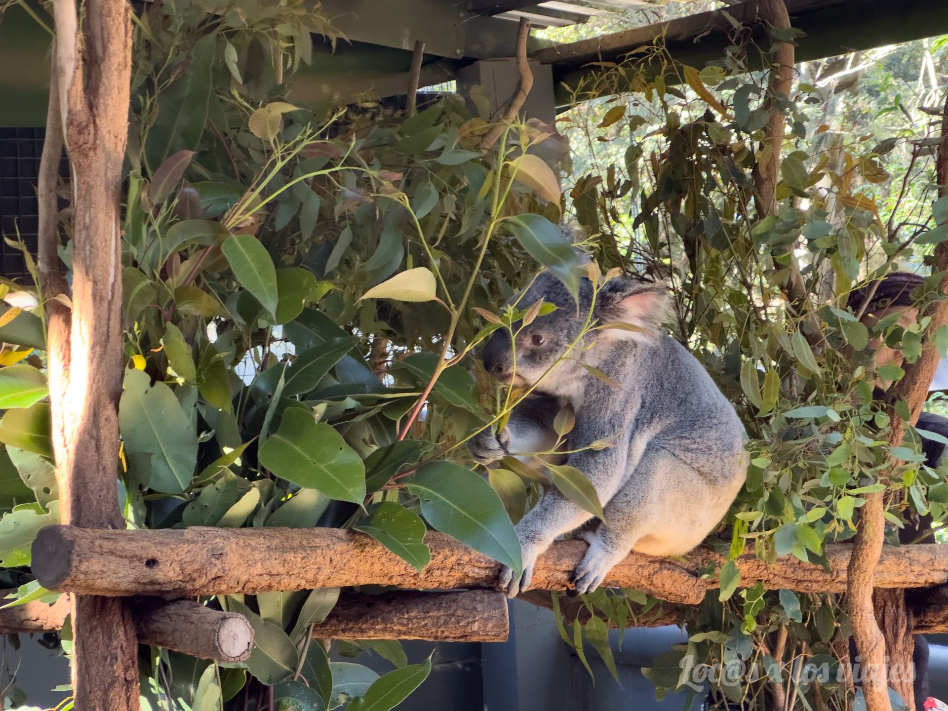 Koala en Lone Pine Koala Sanctuary