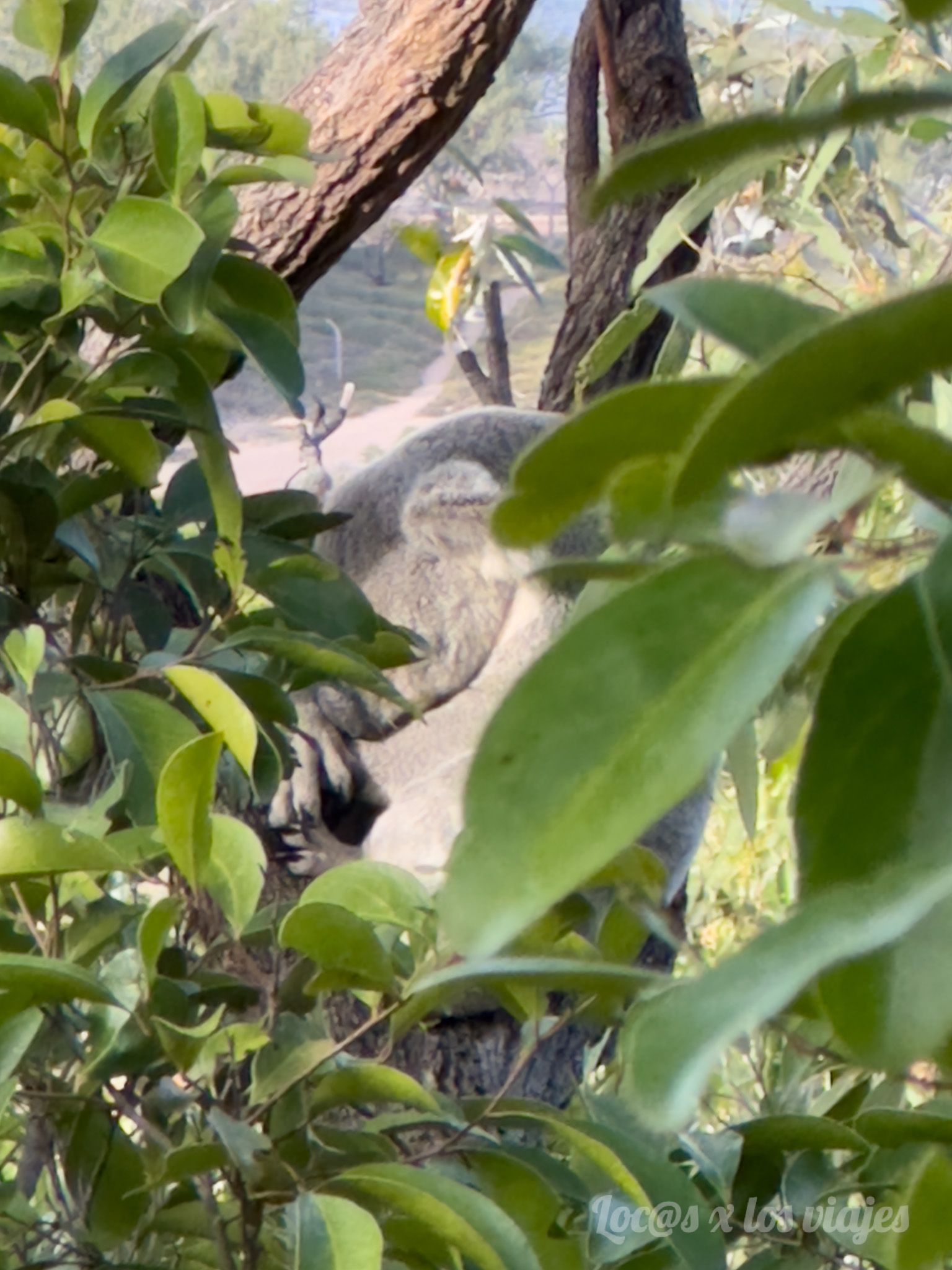 Koalas en The Forts