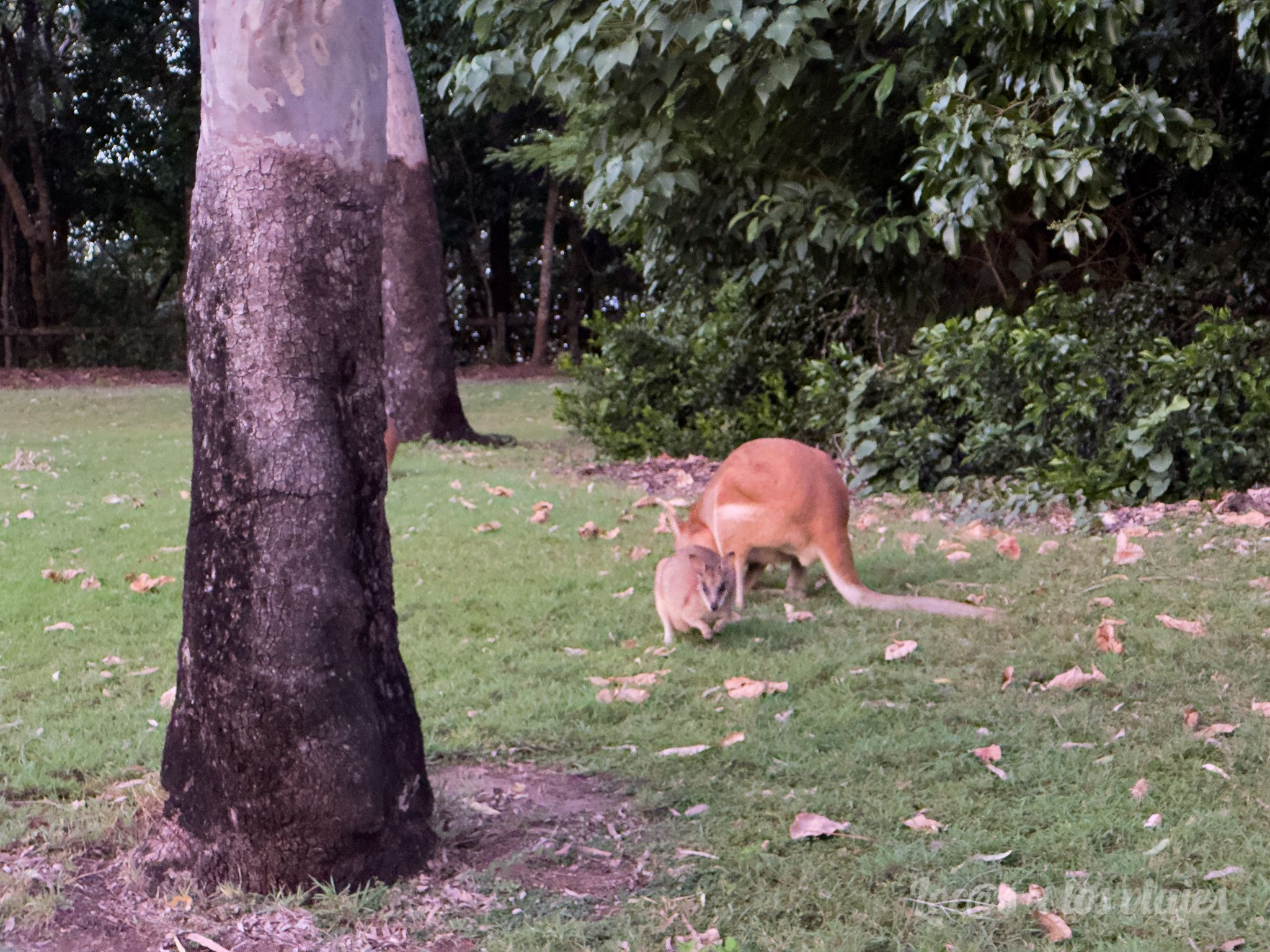 Canguros en un parque junto a Cape Hillsbourough